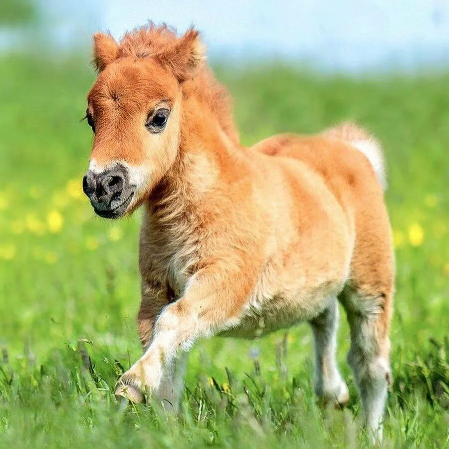 Жеребенок. Маленькие жеребята. Жеребенок бежит. Жеребенок это. Рыжий жеребенок.