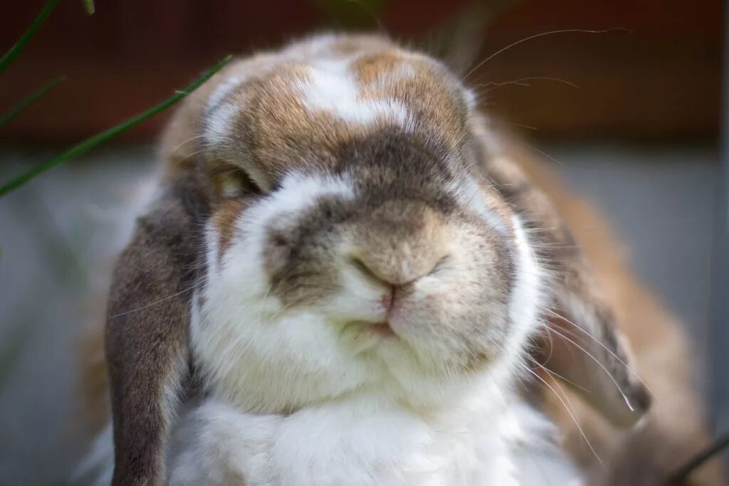 Смешные зайцы картинки. Смешные кролики. Недовольный кролик. Кролик злится. Довольный заяц.