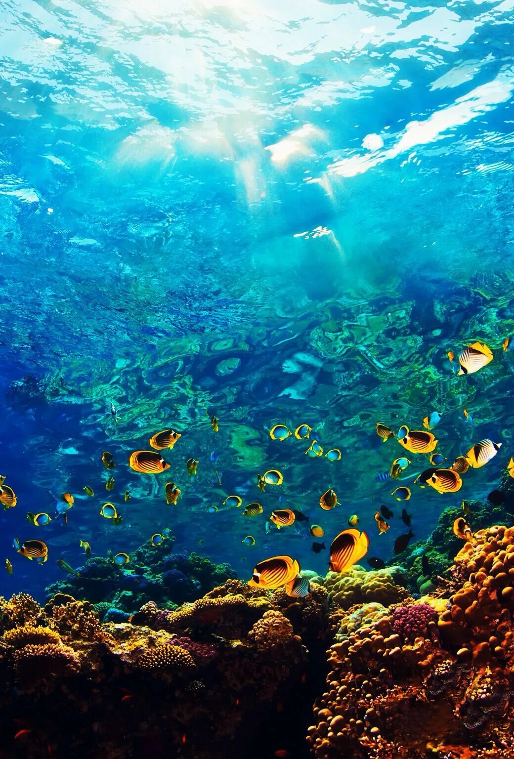 Океан под дном океана. Подводный мир. Подводные пейзажи. Дно моря. Море подводный мир.