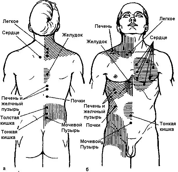 Зоны гиперчувствительности Захарьина-Геда. Зоны Захарьина Геда желчный пузырь. Рефлексогенные зоны шеи топография. Шейная зона.