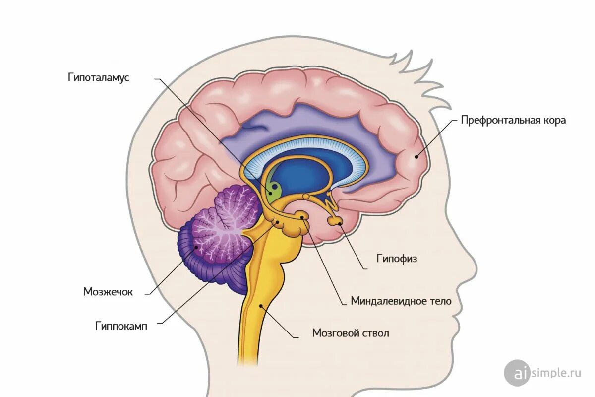 Дцп мозг. Гиппокамп гипофиз гипоталамус. Гиппокамп и мозжечок. Миндалевидное тело и гиппокамп эпифиз.