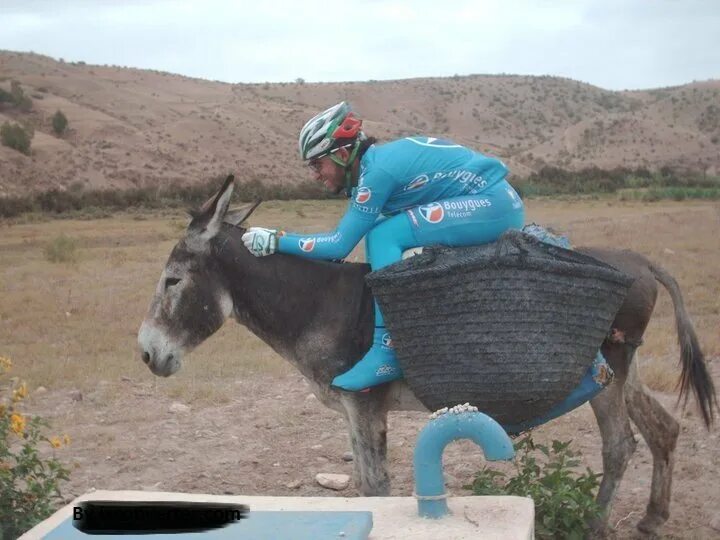 навьюченный мул. ослик. осел иа. узбекские ослы. женщина на ослике.