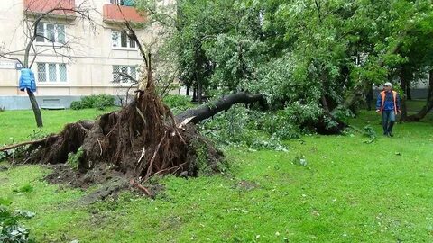 Падает дерево что делать