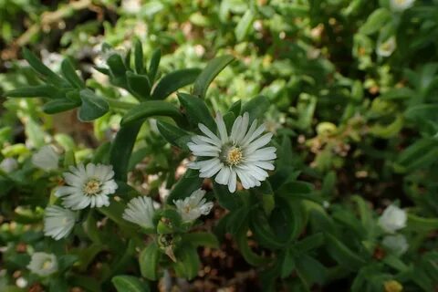 File:Delosperma bosseranum kz03.jpg - Wikimedia Commons