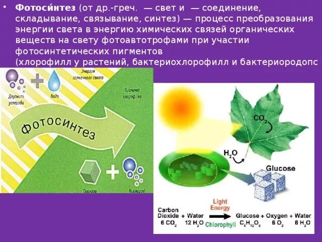 В реакциях фотосинтеза энергия света