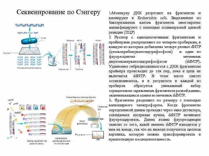 Секвенирование нуклеотидов. При проведении секвенирования фрагмента ДНК по Сэнгеру используются. Метод прямого автоматического секвенирования ДНК. Этапы секвенирования ДНК. Этапы и метод секвенирования ДНК по Сэнгеру.