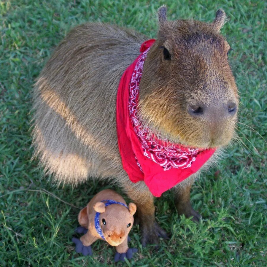 My pets capybaras. Капибара. Свинка капибара. Капибара и крыса. Вомбат и капибара.