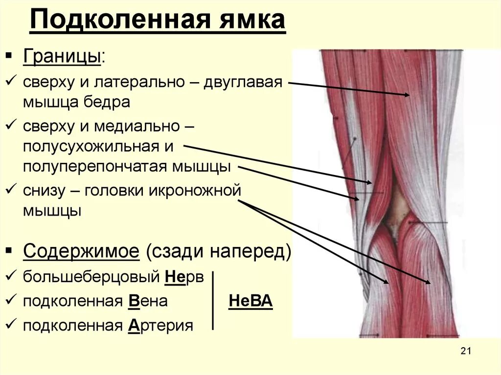 Части подов. Как называется Обратная сторона колена. Мышцы коленного сустава топографическая анатомия. Сосудисто нервный пучок подколенной ямки. Подколенная ямка топографическая анатомия.