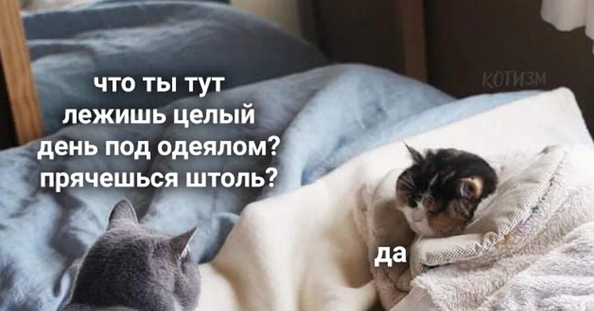 Под одеялом текст. Котик под одеялом. котик вылезай из под одеяла. кот спит под одеялом.