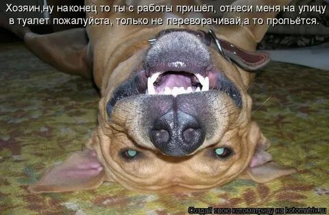Почему пришла собака