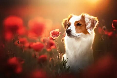Poppy dog