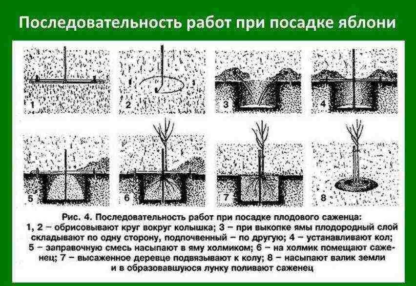 Как правильно садить яблоню