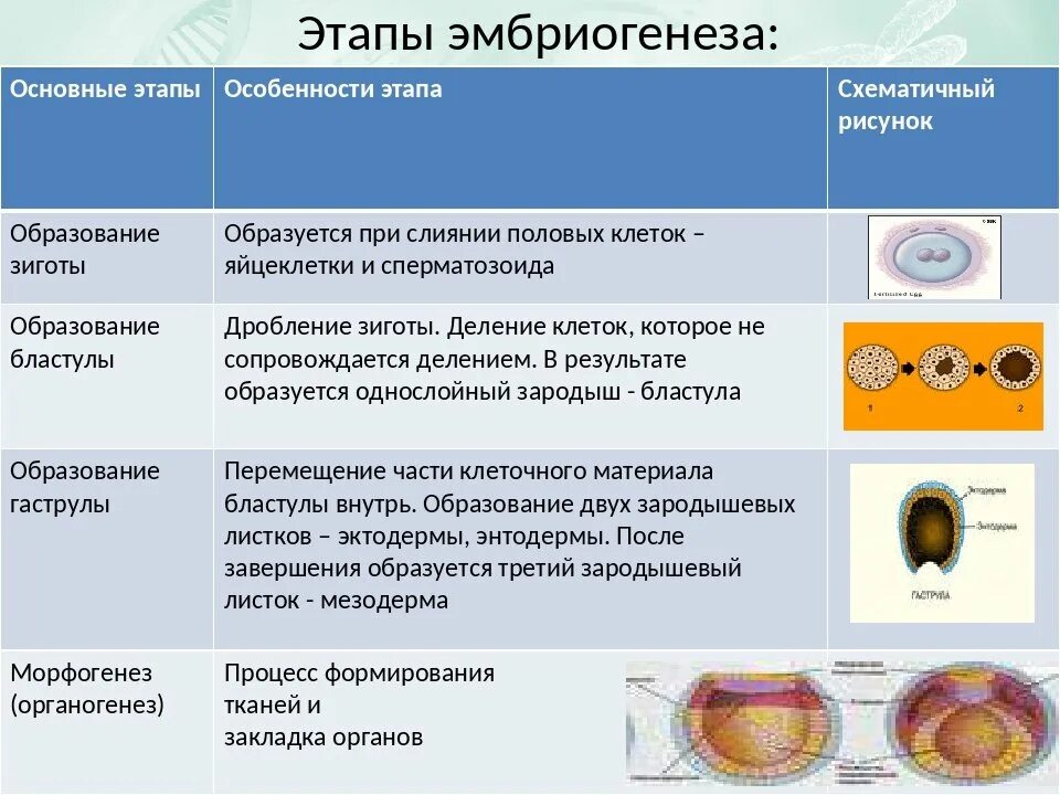 Первая стадия зародышевого развития в результате которой