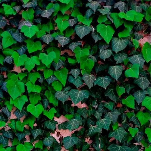 Плющ колхидский. Мелотрия лианы. Плющ вечнозеленый (hedera). Плющ хедера уличный. Плющ вечнозеленый (hedera).