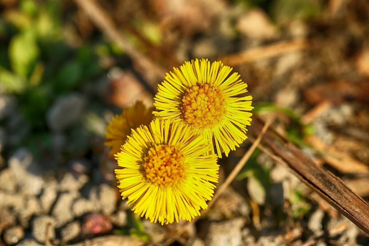 Мать-и-мачеха. Мать и мачеха цветок. Матьимачеха трава. Coltsfoot растение. Мати й