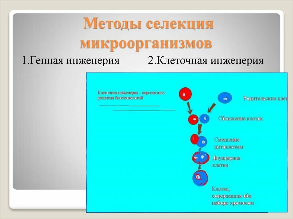 Инженерия микроорганизмов. Методы селекции микроорганизмов. методы селекции бактерий. селекция микроорганизмов генная инженерия. методы селекции генная инженерия.
