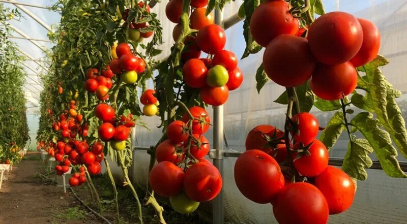 Томаты Владимир Описание Сорта Фото Отзывы - Telegraph