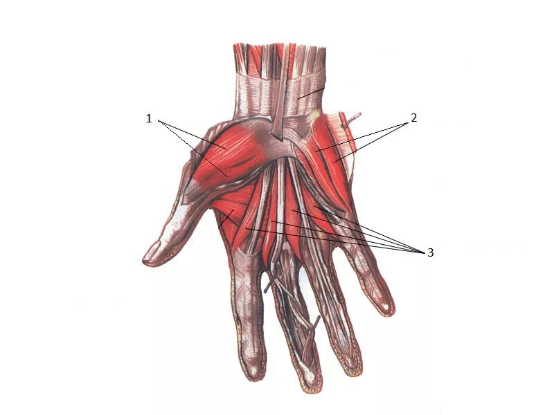 Мышцы кисти руки человека анатомия. Сгибатели пальцев кисти анатомия. Мышцы пальцев кисти анатомия. Анатомия руки мышцы и сухожилия. Поверхность запястья