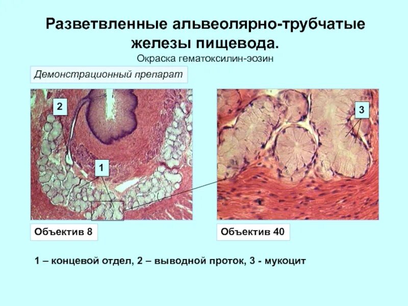 Подслизистая пищевода