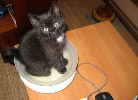 Котенок весит 1 кг