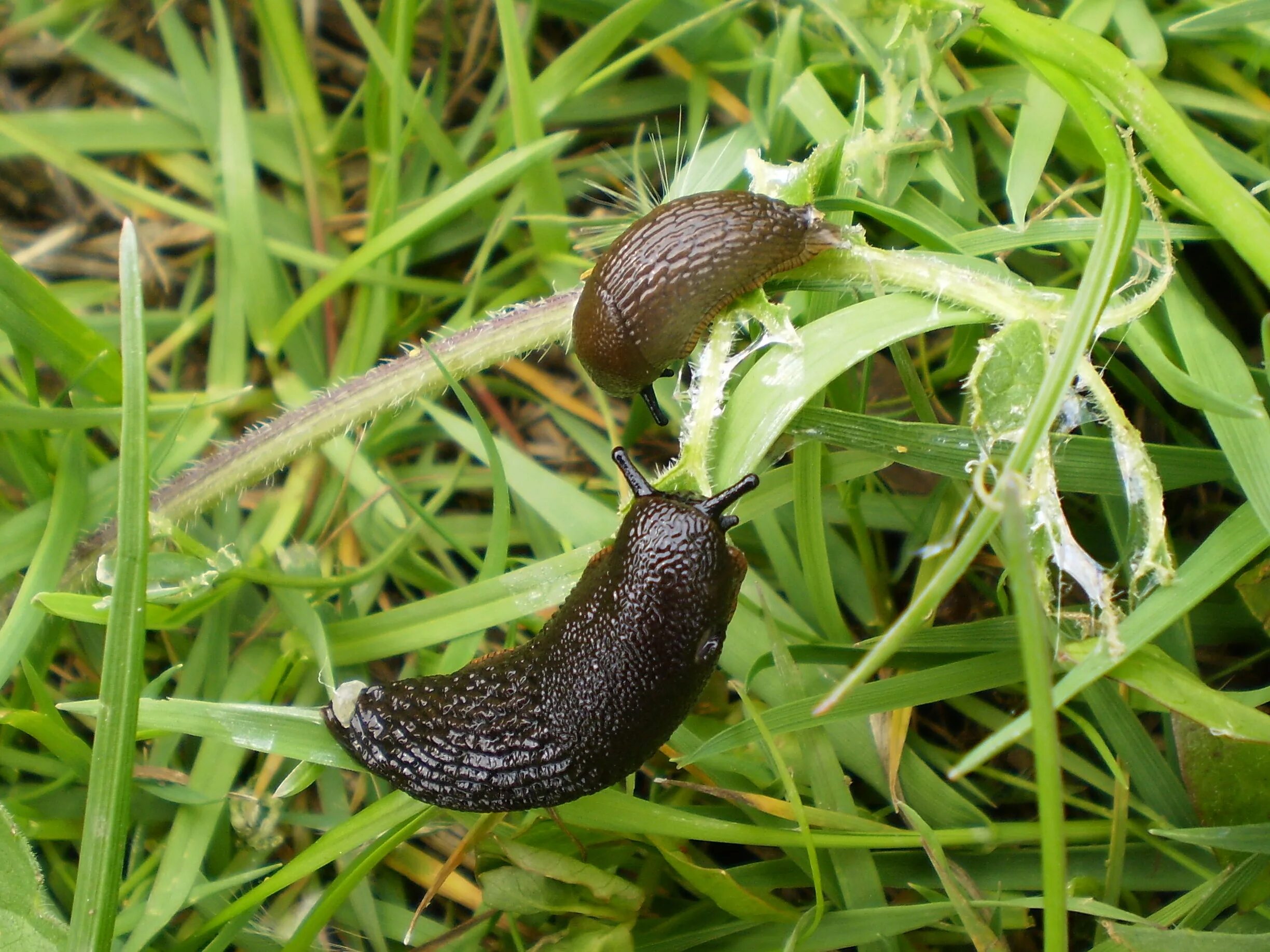 СЛИЗЕНЬ огородный. Дюракритовый СЛИЗЕНЬ. Arion vulgaris СЛИЗЕНЬ. СЛИЗНЯК улитка.