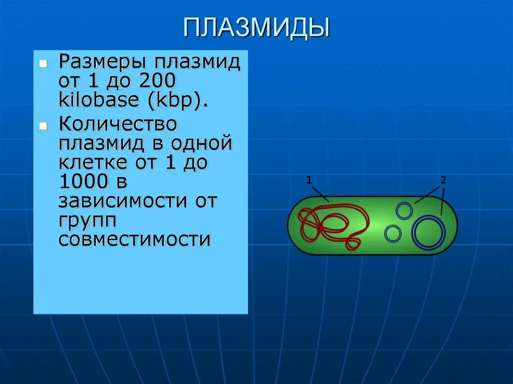 Плазмида определение. Плазмиды. Плазмиды размер. Ent плазмиды. Плазмиды рисунок.