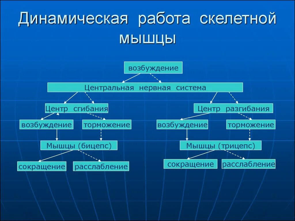 Тип работы мышцы при динамической работе. Динамическая работа мышц. динамическая работа скелетной мышцы. динамическая и статическая работа скелетных мышц. динамический режим работы мышц.