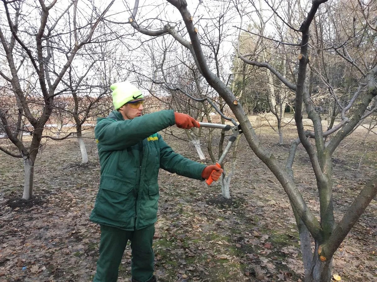 До какого времени можно обрезать деревья. Весенняя обрезка плодовых деревьев. Обрезать абрикос осенью. Омолаживание дерева абрикос. Стрижка плодовых деревьев осенью.