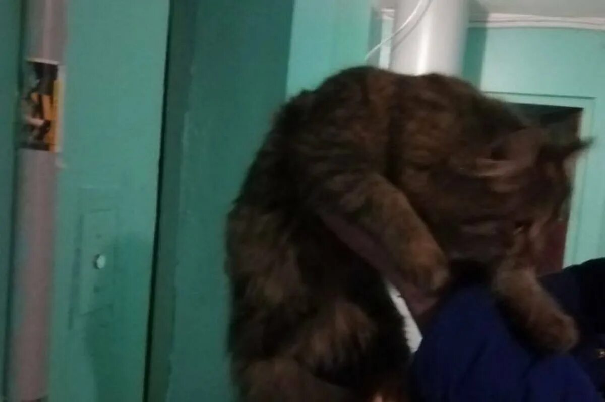 Кот в вентиляционной шахте. Кот застрял в вентиляции. Спасти кота из вентиляции. Вентиляционная шахта застряла кошка. Вентиляционная шахта застряла кошка.