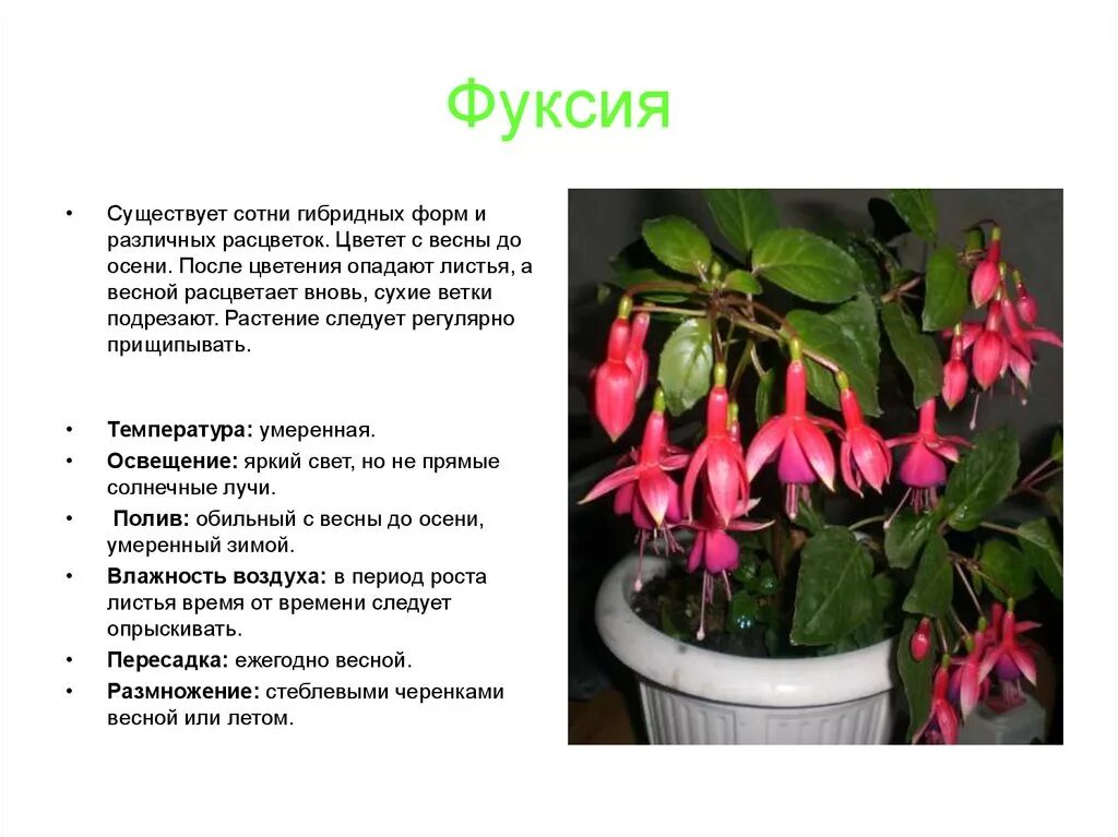 Коменатныерасстенияпрезентация. Значимость комнатных растений в жизни человека. Функции комнатных растений. Влияние человека на растения. Фикус фуксия.