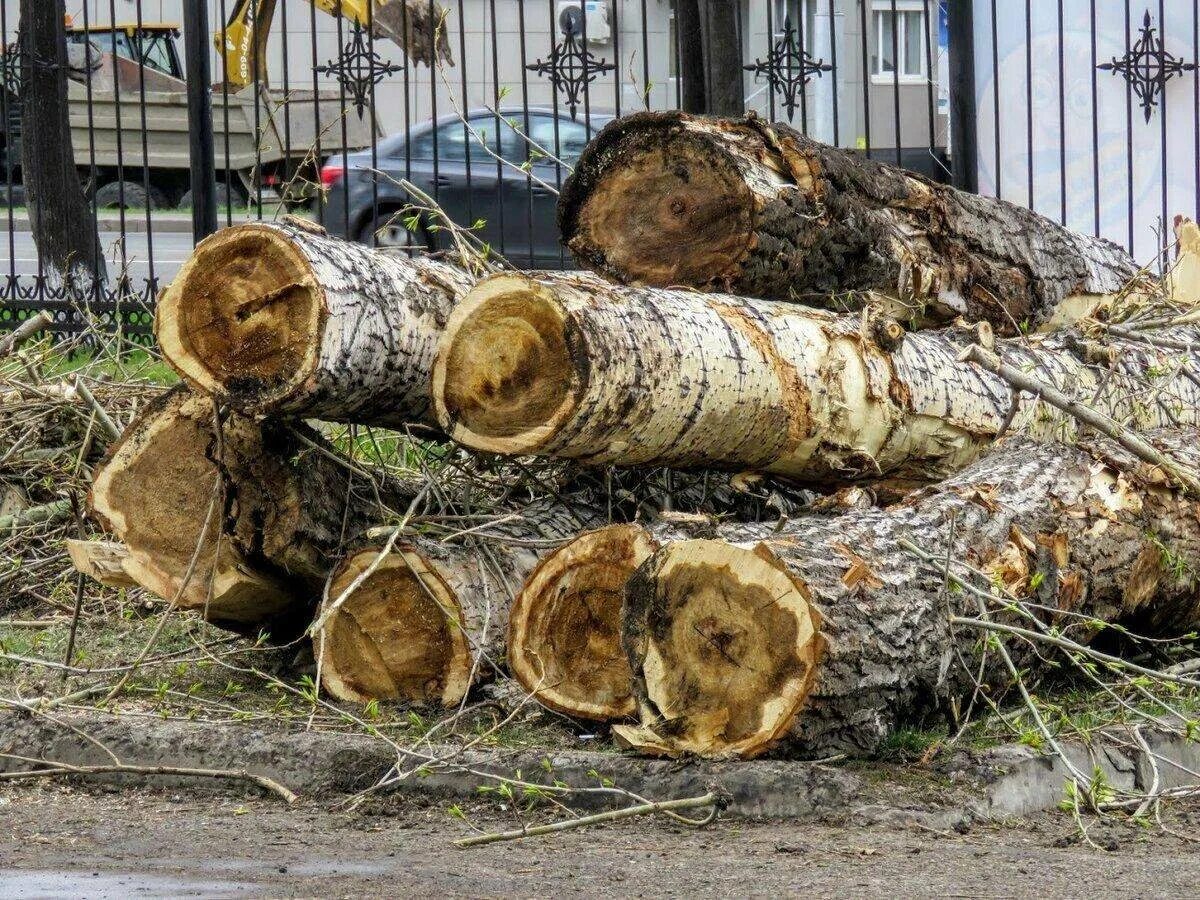 Топка печи дровами. Топить тополем. Срубленный тополь. Растопка печи. Тополя пермь.