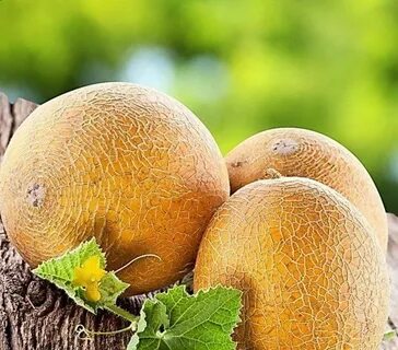 Дыня казачка