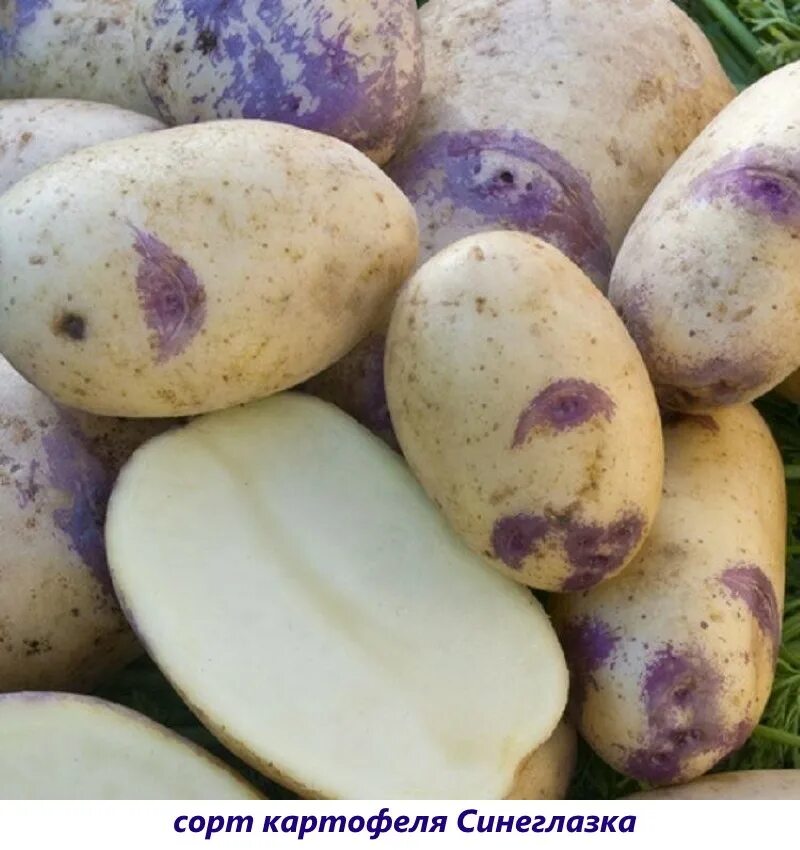 Какой сорт картофеля рассыпчатый. Картофель Синеглазка Ганнибал. Сорт картофеля Синеглазка (Ганнибал). Сорт картофеля Синеглазка. Картофель семенной Синеглазка.