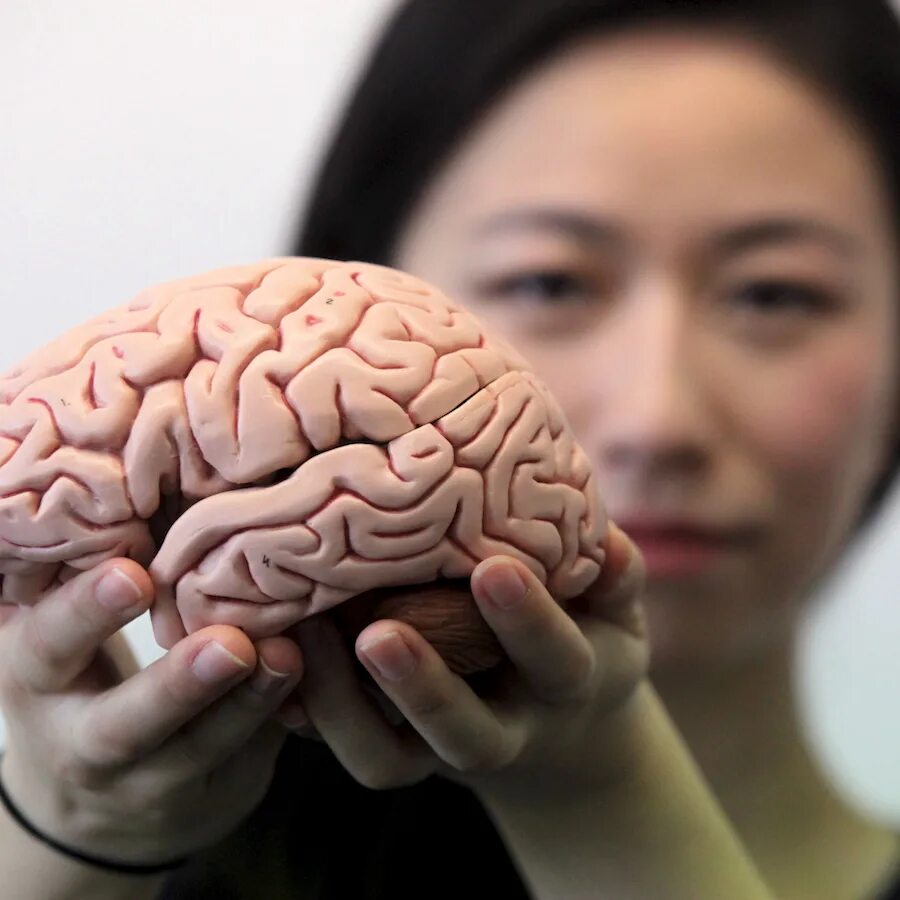 Brain start. Женщина изучающая мозг. Мозг факты интересные извилины.