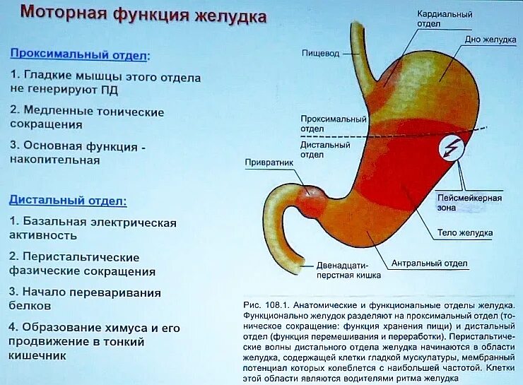 Антральная часть желудка. Малая кривизна желудка. Отделы желудка антральный отдел. Антральный отдел желудка анатомия человека. 3) Антральный отдел желудка.