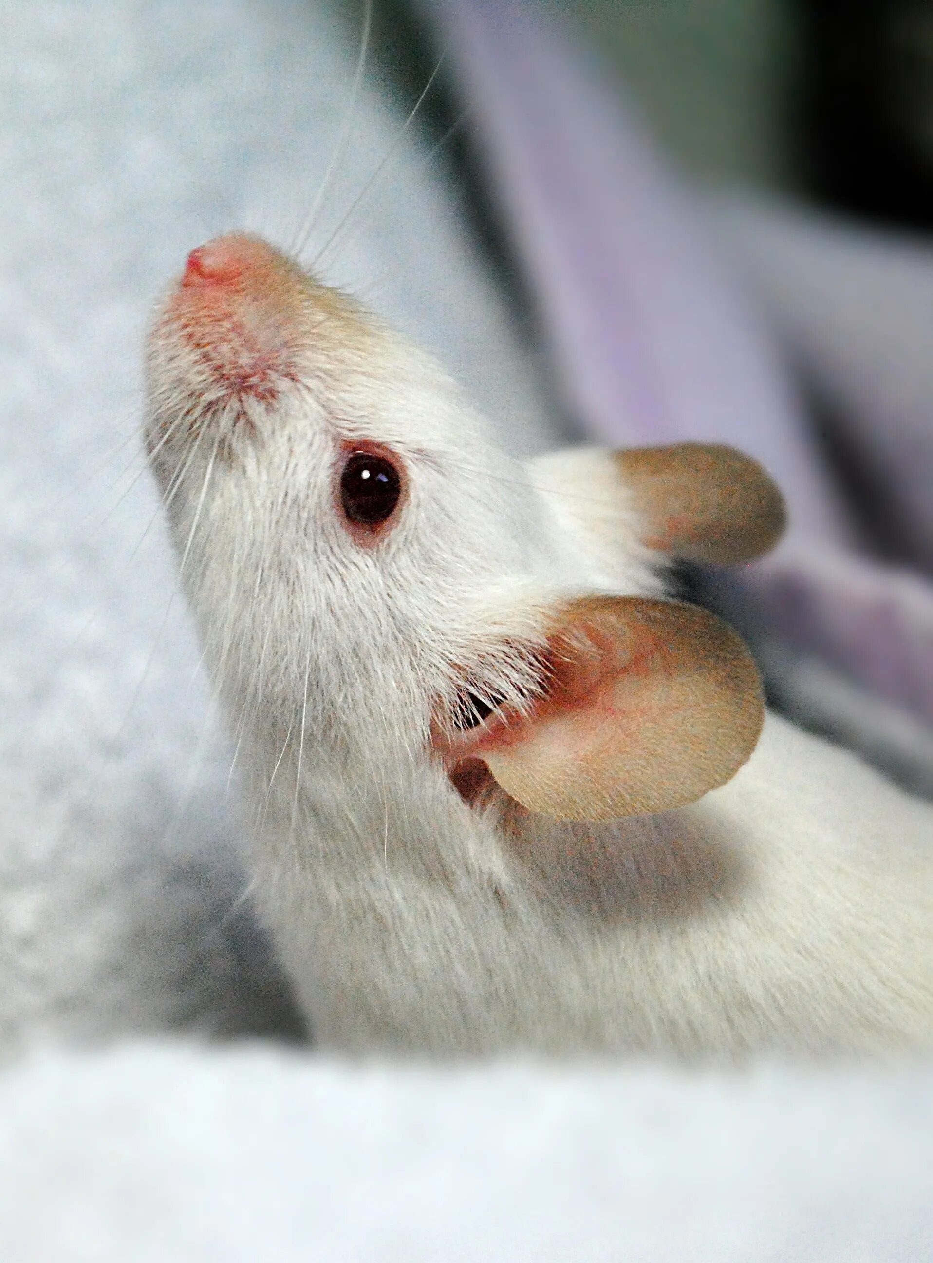 Домашние белые мыши. Крысиный восьмизуб. Белая мышь. Мышка белая домашняя. Белый мышонок.