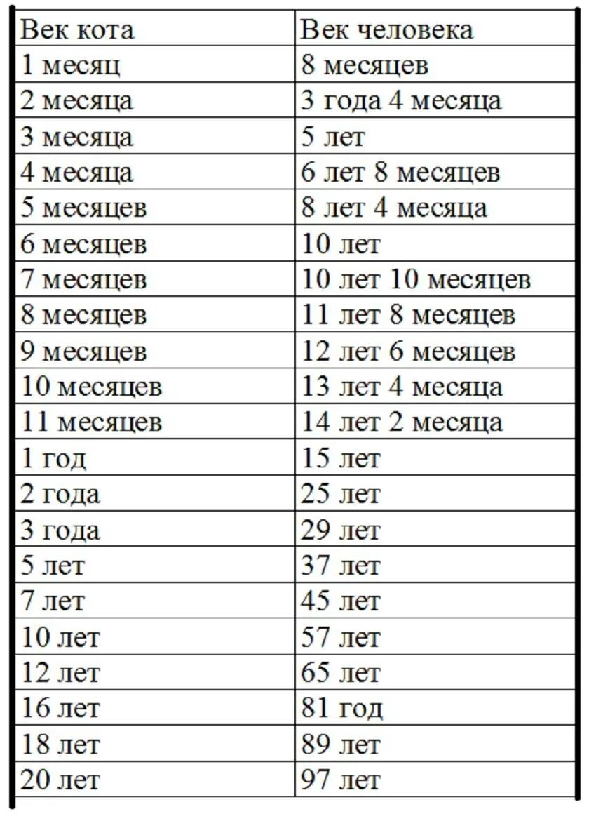 Сколько лет живут домашние кошки. Продолжительность жизни домашних кошек. Средняя Продолжительность жизни кота. Средняя Продолжительность жизни котов в домашних условиях. Возраст кошек на человеческий Возраст таблица по породам таблица.