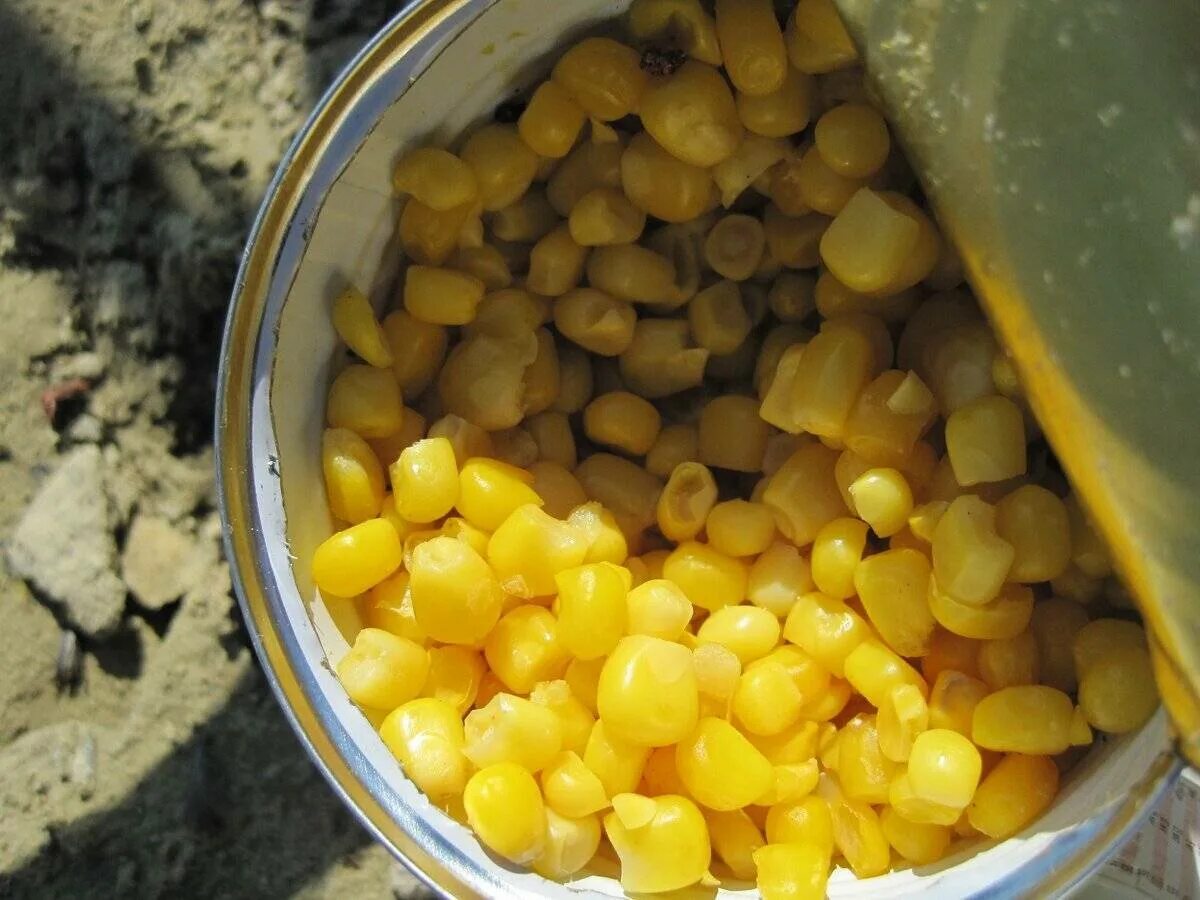 Ферментированная кукуруза. Кукуруза на карпа. Насадка кукурузы на крючок. Синтетическая кукуруза.