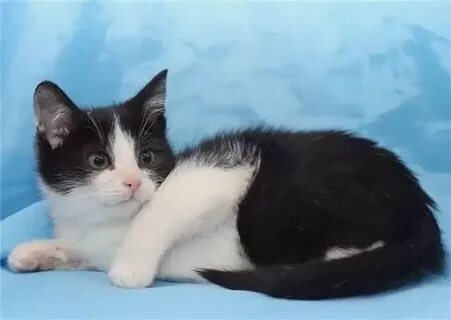 Черно белый котенок мальчик