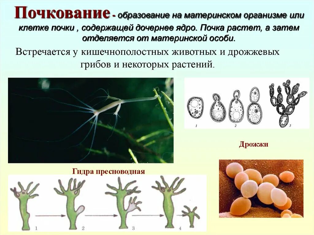 Почкование у растений примеры Описание почкования