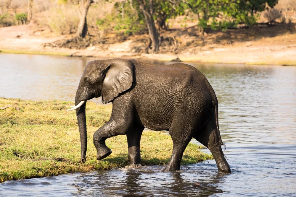 Слоны в воде. Чем питаются слоны. Elephant Calf PNG.