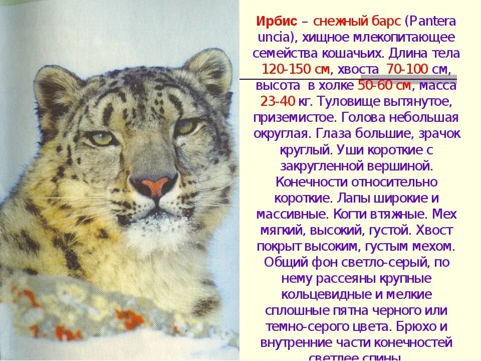 Ирбис список мсоп угрожаемых видов хищных. Животные красной книги ирбис. рассказ про ирбиса снежного барса. красная книга животных снежный барс описание. ирбис красная книга описание.