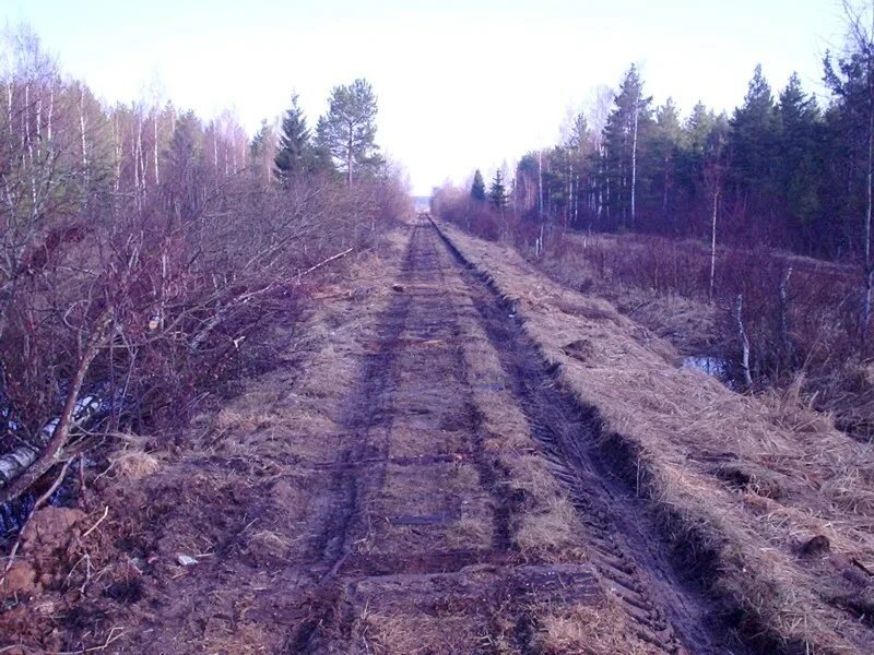 УЖД Назия. Мшинская узкоколейка. Узкоколейка в деревне Мшинская. Узкоколейная железная дорога в Зенгино.