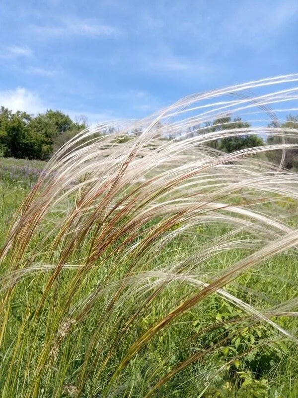 Ковыль почва. Ковыль Лессинга (Stipa lessingiana). Ковыль Степной. Ковыль (Stipa). Ковыль Луговой.