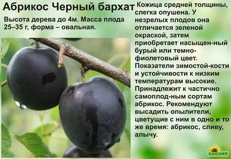 Сорт абрикоса черный