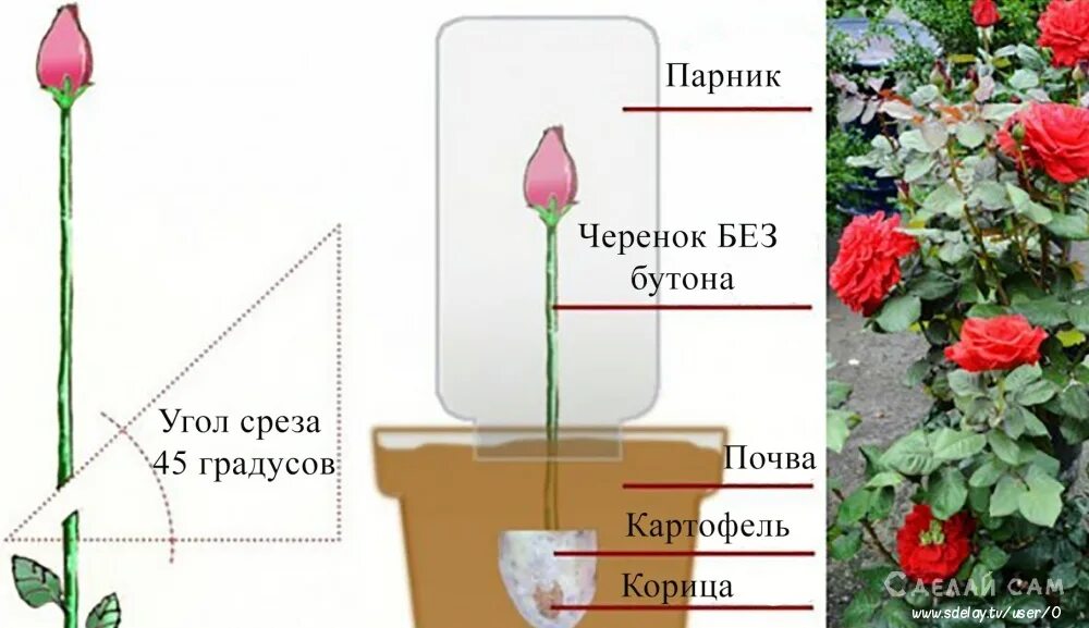 Как сохранить кустовую розу. Вырастить розу в картошке. отростки розы в картошке. букет из роз в горшке. выращиваем розы из подаренного букета.