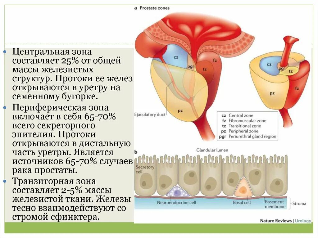 Проток предстательной железы открывается. Зоны предстательной железы. строение предстательной железы. периферическая зона предстательной железы. предстательная железа по зонам.