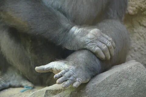 Glorilla feet pics