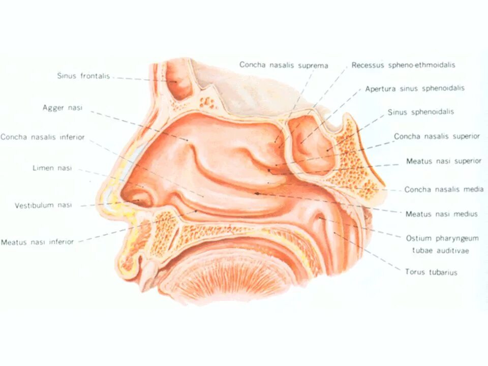 Meatus Nasalis. Concha Nasalis inferior строение. Concha Nasalis inferior анатомия. Ostium pharyngeum tubae auditivae