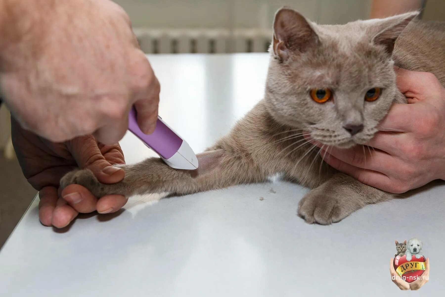 Уход за котом после. Попона для кошки. Стерилизация кошек уход после операции. Памятка после стерилизации. Уход за котом после.